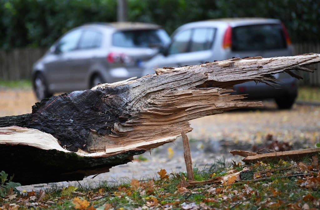 Wer haftet eigentlich, wenn auf einem städtischen Waldparkplatz ein Ast auf ein Auto fällt und dieses beschädigt? Eine Frage, die in einem Fall vor Gericht geklärt worden ist.