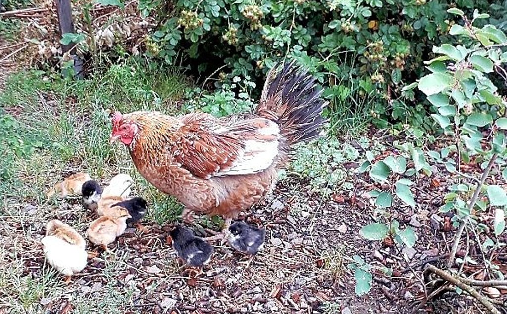 Perfekte Tarnung bot das Buschwerk dem Schwedischen Blumenhuhn. Unbeobachtet brütete es versteckt 13 Küken in drei Farbschlägen aus.