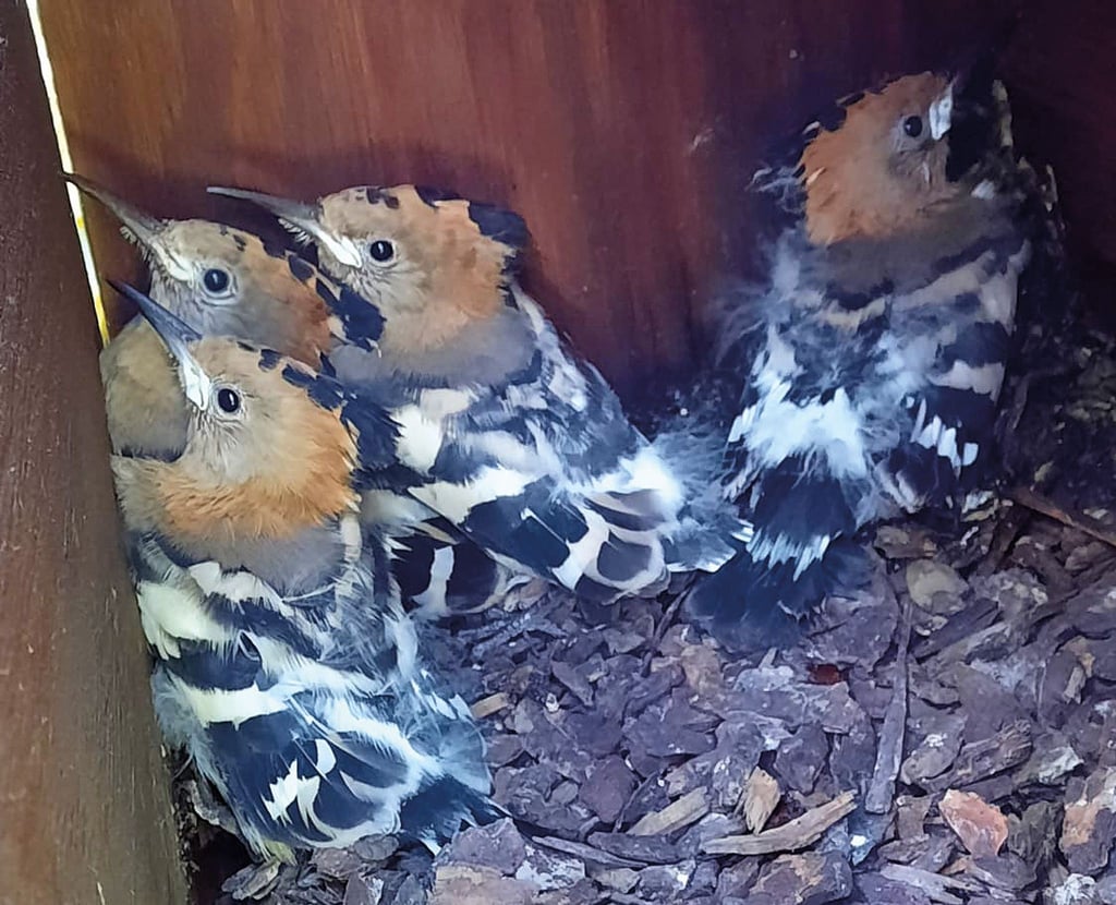 Vier Wiedehopfe brüten in einem speziellen Nistkasten im Vogelschutzreservat am Berliner Flughafensee ihre Eier aus.