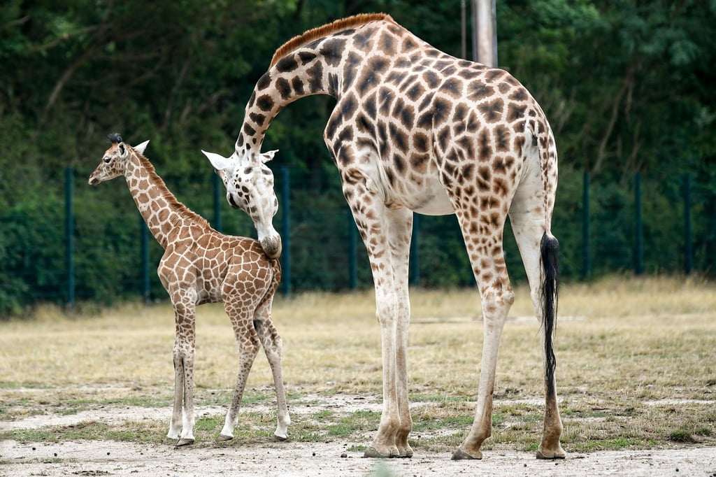 Die junge Giraffe Frieda steht mit ihrer Mutter Amalka zur Giraffentaufe im Tierpark Berlin.