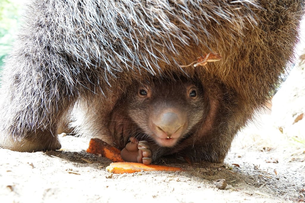 Ein junger Wombat ist im Zoo Hannover im Beutel seiner Mutter zu sehen.