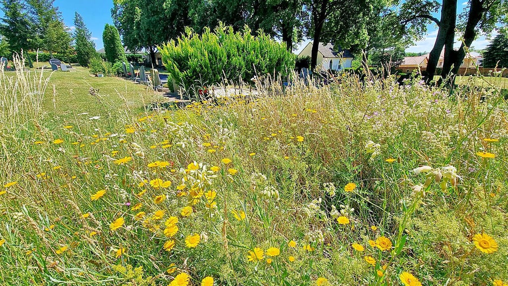 Die Blühwiese wurde vor zwei Jahren angelegt.