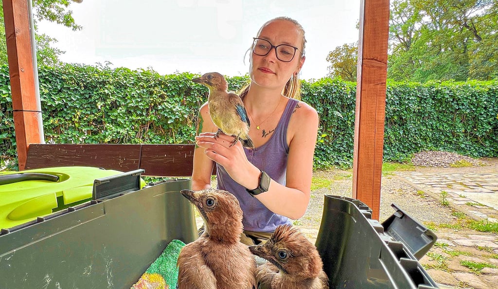 Drei aufgeweckte Eichelhäher-Jungtiere hat Lisa Krautschick derzeit in Pflege. Sie haben sich prächtig entwickelt und können schon in einigen Wochen wieder in die Freiheit entlassen werden.
