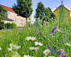Blühwiese am Rolandgarten in Haldensleben. Die Stadt wurde für ihr Engagement zum Thema Naturschutz ausgezeichnet.