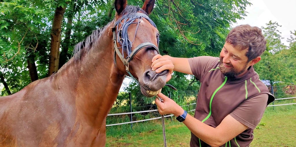 Tierarzt Matthias Speck aus Hedersleben untersucht die Zähne von Wallach Desperado.