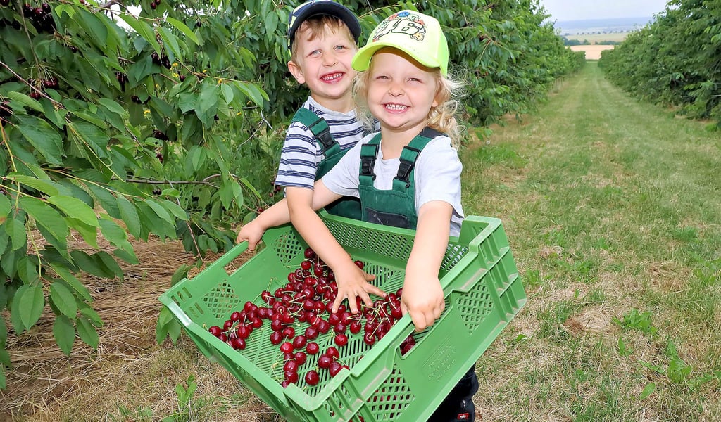 Ida und Paul sind bei der Kirschernte in den Plantagen des Obsthofs M&F Höroldt als Obstbauern-Nachwuchs schon mit am Start.