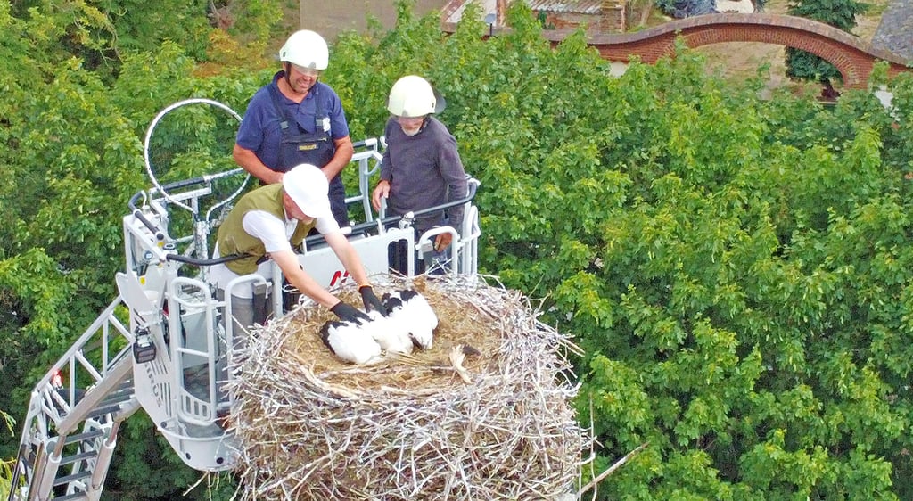 Michael Kaatz konnte mit Hilfe der Drehleiter der Feuerwehr zwei Jungstörche auf dem Schornstein der DRK-Suchtkurve Möckern beringen.