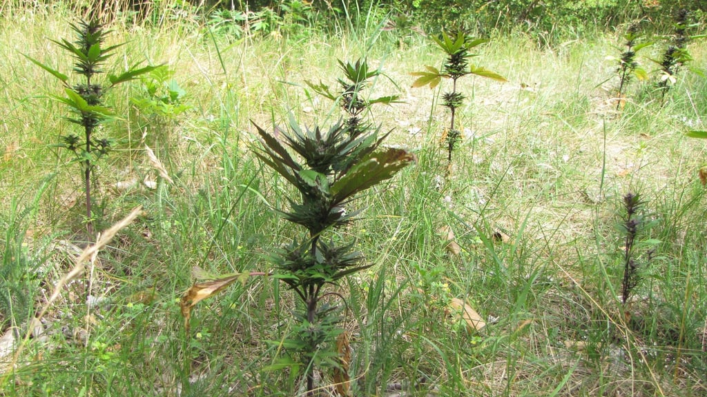 Auf dieser Waldlichtung bei Druxberge in der Börde gedeihen Pflanzen der besonderen Art. Wem sie gehören, ist bislang unklar. Foto: