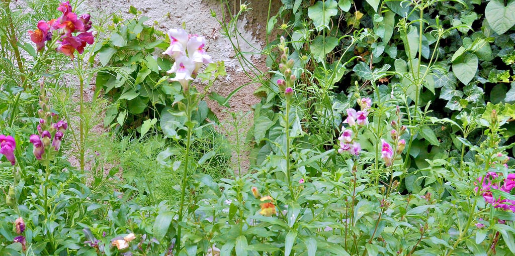 Löwenmaul kann, wie auch andere Einjahresblumen, mit dem Schnitt der Mittelblüte dazu angeregt werden, weitere Blüten zu bilden. Das Wasser in der Vase sollte für Schnittblumen lauwarm sein. Dann hält der frische Strauß aus dem Garten länger.