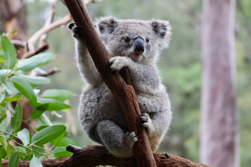 Auf einer Eukalyptusplantage in Australien gibt Tierschützern der Tod von mehreren Koalas Rätsel auf.