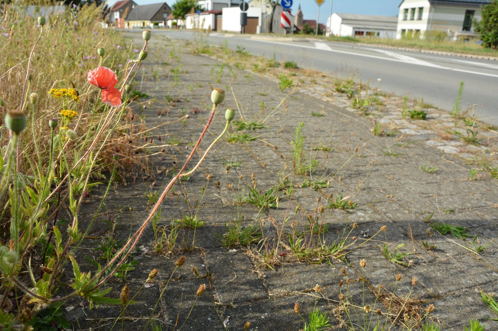 Verkrautete Fußwege in Estedt: Unkraut, Beikraut, Klimaschutz oder Nachlässigkeit?