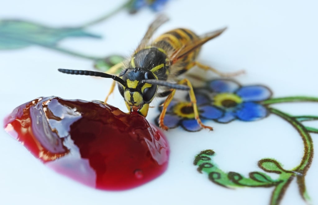 Eine Gemeine Wespe (Vespula vulgaris) hat sich auf einem Teller mit süßem Holundergelee niedergelassen. In trockenen und warmen Jahren können sich Wespenvölker früher entwickeln.