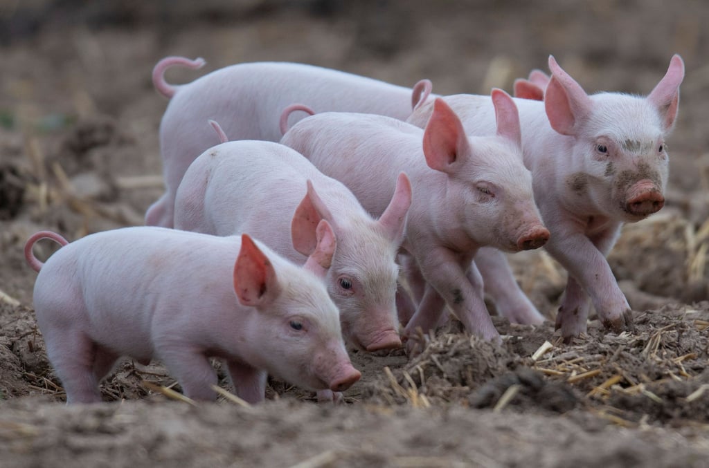 Infolge eines Unfalls sind hunderte Ferkel gestorben.
