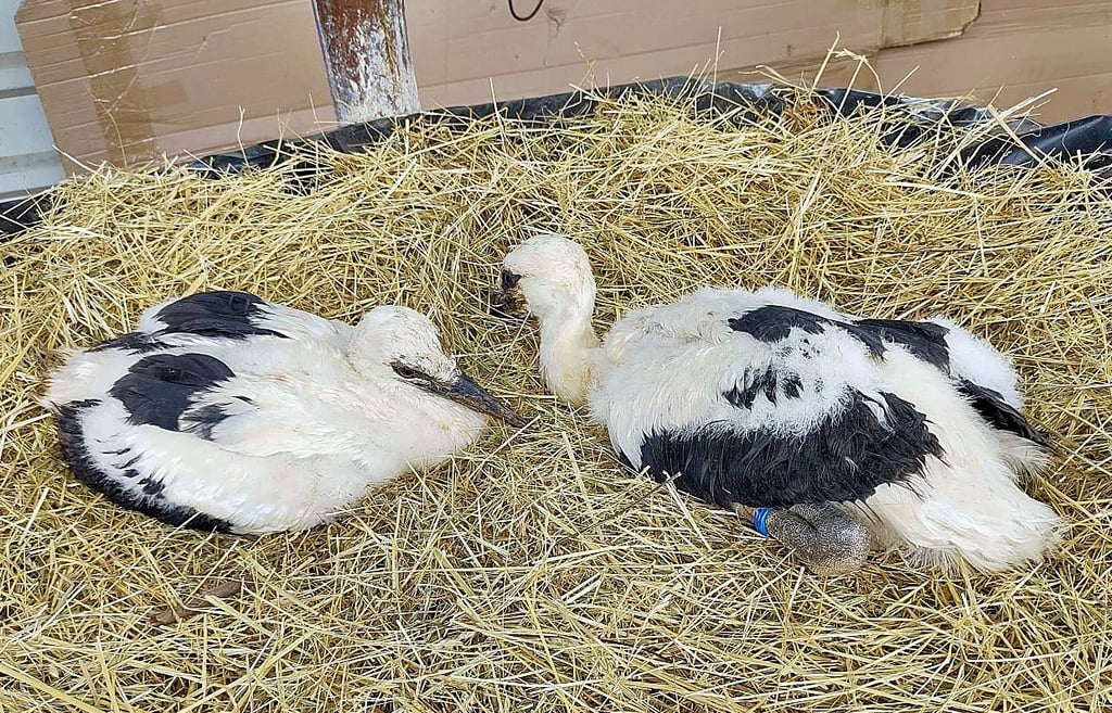 Sind gesund und wohlauf: die zwei Wethauer Jungstörche in ihrem neuen zeitweiligen Nest auf dem Storchenhof in Loburg. Nach dem Tod eines Altstorchs hätten sie in ihrem Nest in Wethau nicht mehr versorgt werden können und drohten zu verhungern.