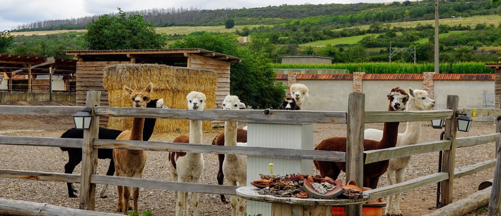 Der Heide Hof im Wallhäuser Ortsteil Hohlstedt ist für seine Alpakas bekannt.
