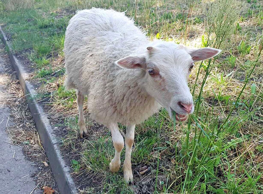 In Dessau hat ein Mann mit einem Schraubenzieher ein Lamm getötet: Das am Montag getötete Tier des Wallwitzburgvereins.