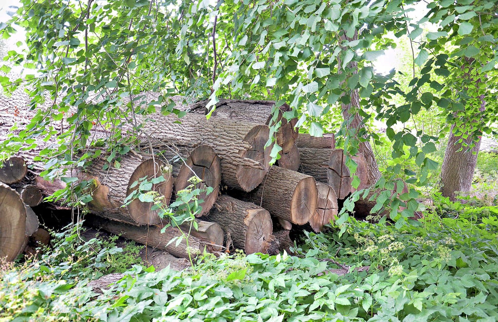 Noch immer ist das Holz, das bereits im vergangenen Jahr wegen Schädlingsbefall geschlagen wurde, nicht aus dem Kurpark herausgebracht worden.