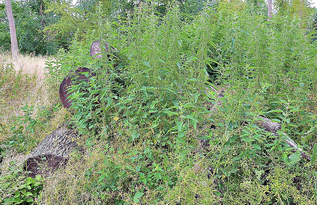 Dieser Holzhaufen ist bereits in Brennnesseln eingewachsen.