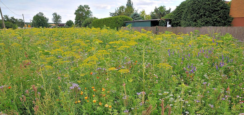 Eine bunte Blütenpracht lockt Insekten an.