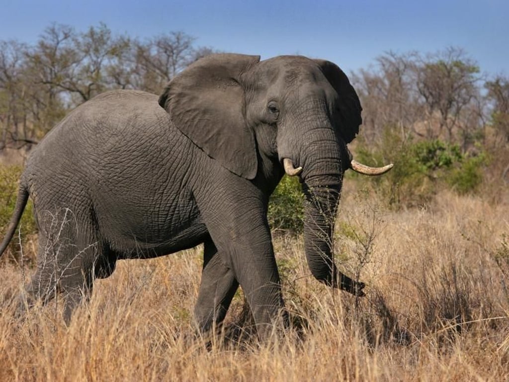 Ein Elefant hat im südostafrikanischen Mosambik fünf Menschen getötet - unter ihnen waren zwei Kinder.