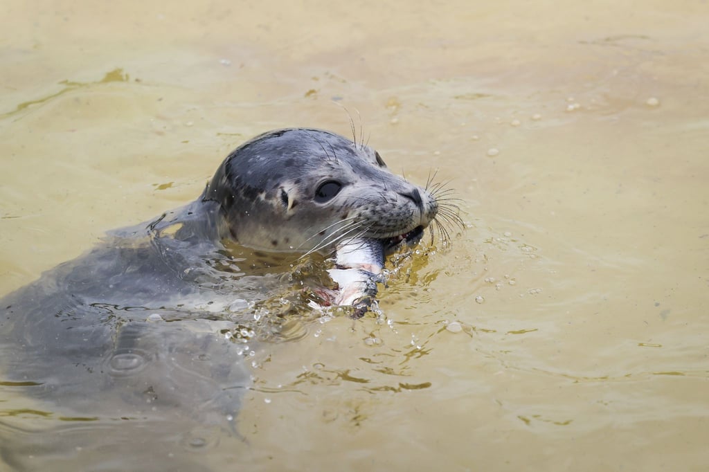 Ein Seehund schwimmt mit einem Hering im Maul in einem Becken in der Seehundstation Friedrichskoog.
