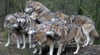 Die Wölfe sind gekommen, um zu bleiben. Dies zeigt eine Studie der Uni Wien, die dem Raubtier auch in Sachsen-Anhalt bescheinigt, nicht mehr vom Aussterben bedroht zu sein.