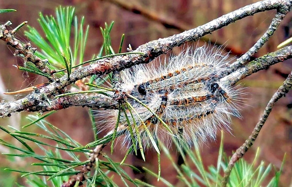 Imposant anzuschauen sind diese Kiefernprozessionsspinner schon. Das darf nicht darüber hinwegtäuschen, dass die Brennhaare Menschen genauso gefährlich werden können wie die des Eichenprozessionsspinners.