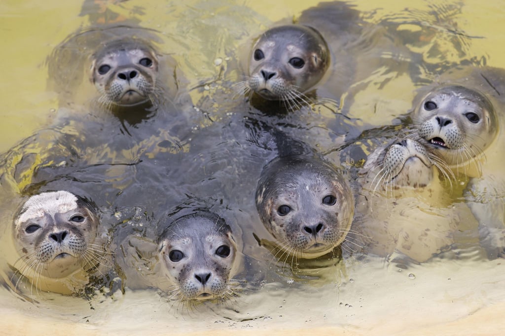 Junge Seehunde kurz vor der Fütterung in einem Becken in der Seehundstation Friedrichskoog.