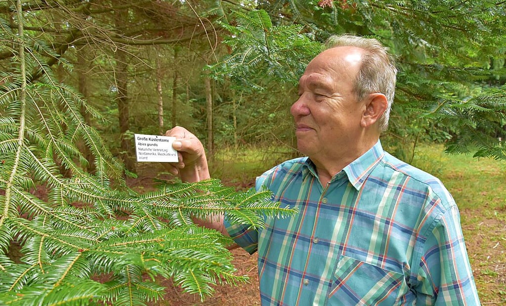 Werner Gutbier betreut den Öko-Kamp bei Hasselfelde. Besonders gut wächst dort die Große Küstentanne.
