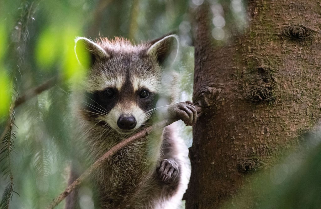 In Neudorf im Harz wurde ein Waschbär mit einem illegalen Tellereisen gefangen.