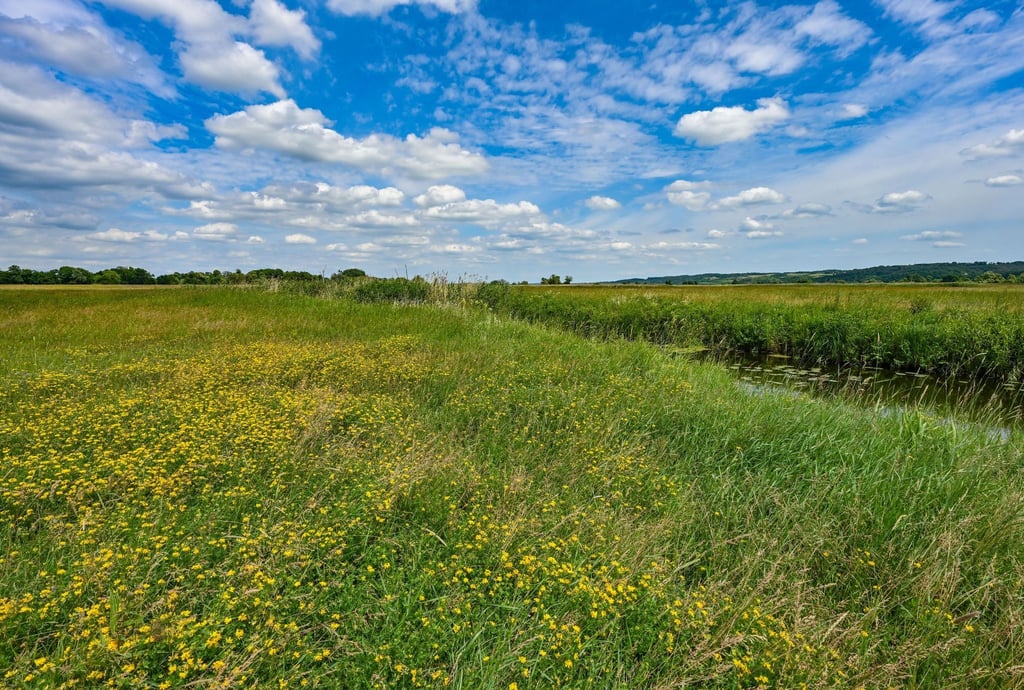 Eine blühende Wiese in der Sommerlandschaft im Nationalpark Unteres Odertal.