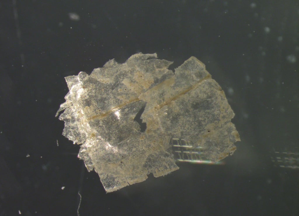 In jeder der entnommenen Sedimentproben wiesen die Wissenschaftler Mikroplastik-Teilchen nach.