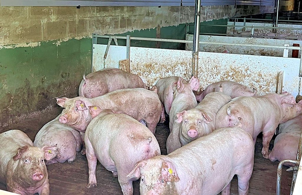 Die Alboco GmbH mästet in ihrer Anlage in Hecklingen rund 9000 Schweine in den Ställen.
