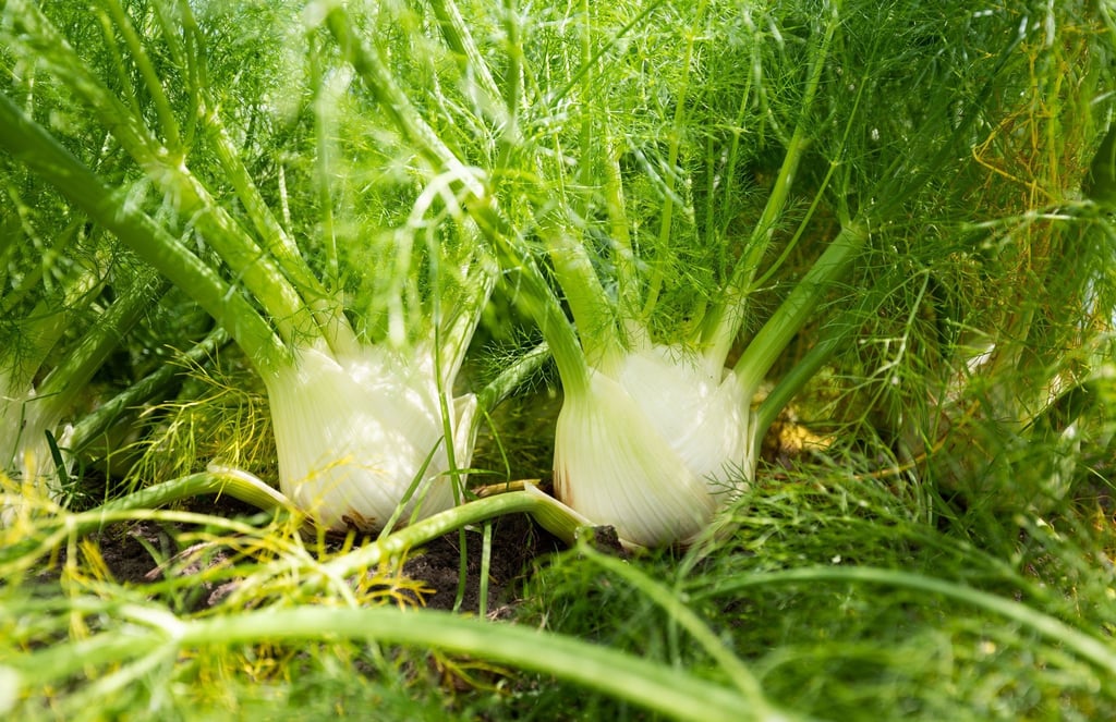 Fenchel wächst auf einem Feld.