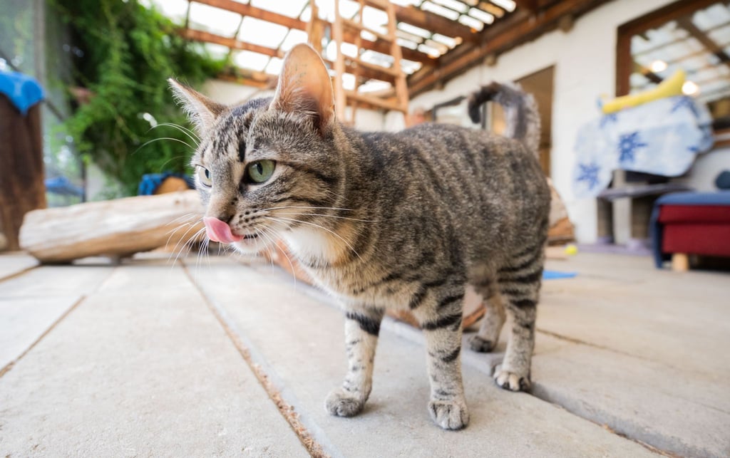 Katze Pearl steht im Tierheim vom Verein Tierschutz Hildesheim und Umgebung.