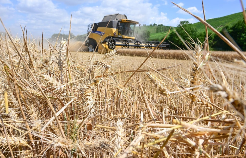 Angesichts von Trockenheit und Hitzewellen sorgen sich deutsche Landwirte um die Ernte dieses Jahr.