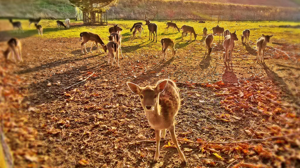 Damwild im Elbauenpark in Magdeburg.