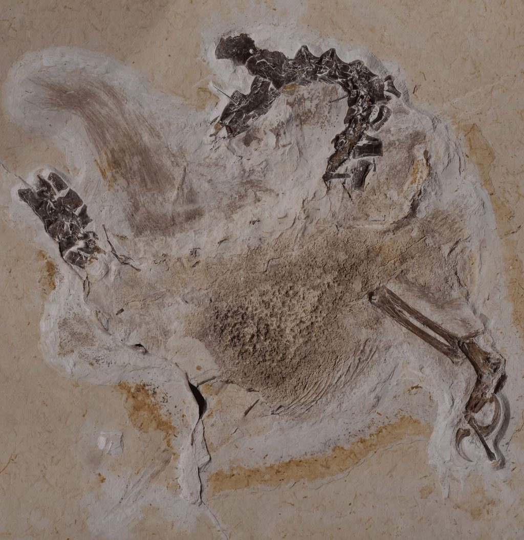 Das Fossil des Sauriers Ubirajara befindet sich im Naturkundemuseum in Karlsruhe, jetzt sollen die versteinerten Überreste an Brasilien zurückerstattet werden.
