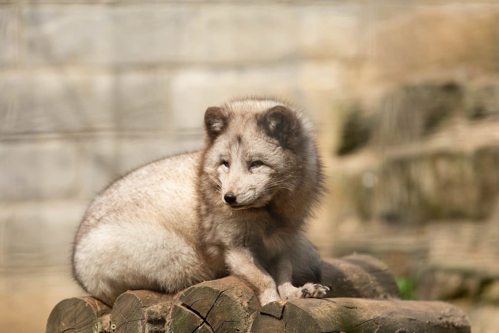 Die Tiere im Heimatnaturgarten Weißenfels - etwa der Polarfuchs - suchen bei heißen Temperaturen ein Plätzchen im Schatten.