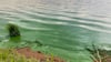 Der Befall des Muldestausees mit den gefährlichen Blaualgen ist auch vom Ufer aus inzwischen nicht zu übersehen.&nbsp;
