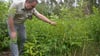 Revierförster Andreas Vogel zeigt im Burger Stadtwald auf die Traubenkirschen, die junge Lärchenpflanzen bedrängen und am Wachstum hindern.