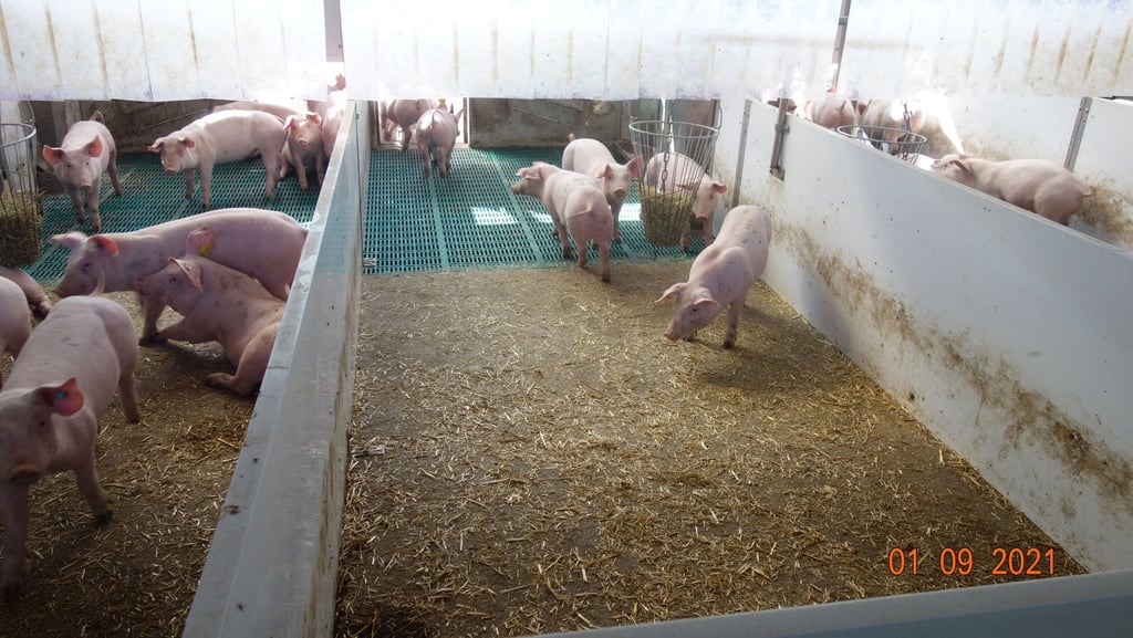 Aufzuchtferkel in einem Stall am Staatsgut Schwarzenau in Schwarzach am Main. Hier untersuchen Wissenschaftler im Auftrag des bayerischen Landwirtschaftsministeriums, wie der Stall der Zukunft aussehen könnte.