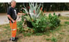 Axel Hübner von der Klötzer Stadtwirtschaft ist dreimal in der Woche  unterwegs und versorgt Bäume und Pflanzen mit Wasser. 