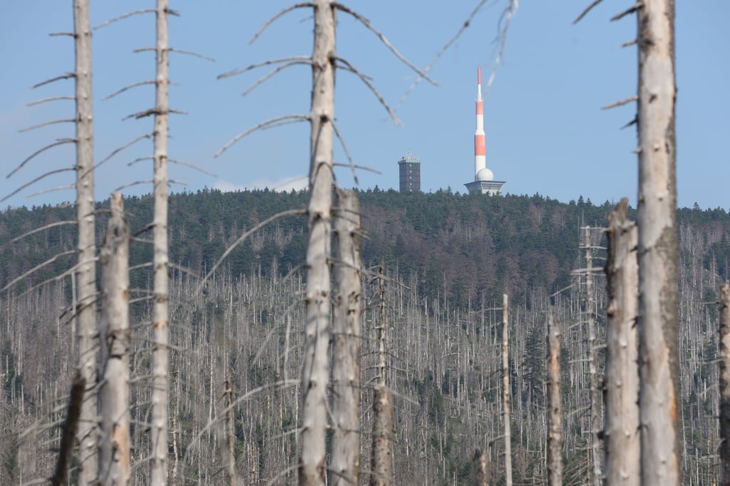 Blauer Himmel über dem Brockengipfel. Der Blick geht durch das Totholz der leidenden Wälder. Trockenheit und Borkenkäfer stzen dem Wald zu.