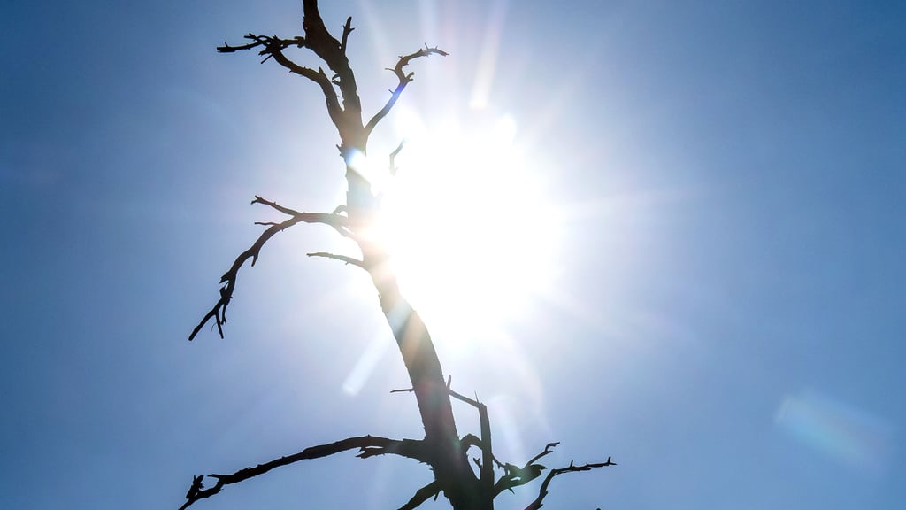 In Sachsen-Anhalt drohen am Mittwoch bis zu 40 Grad im Schatten - das ist für Mensch, Tier und Natur gefährlich. 