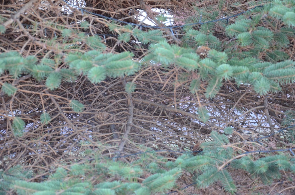 Der Nadelbaum auf dem Dorfplatz in Hagenau, der als Weihnachtsbaum im Dorf genutzt wird, weist große trockene und kahle Stellen auf. Es sind Folgen von Schäden der Wurzel, vermutlich beim Breitbandausbau entstanden. Die Lichterkette zur Weihnachtszeit ist an den Zweigen gut zu erkennen.