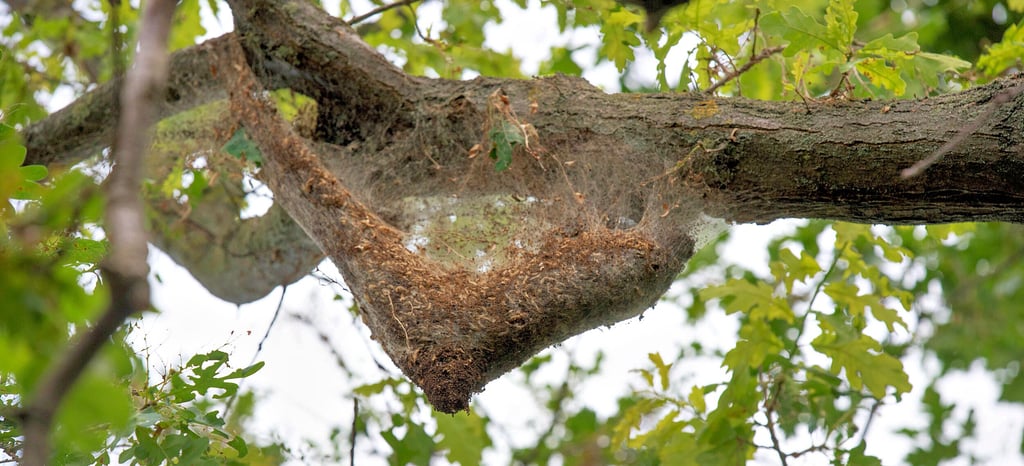 In der Eiche in der Ludwigshafener Straße, die über den Fuß- und Radweg ragt, hängen einige solcher EPS-Nester.