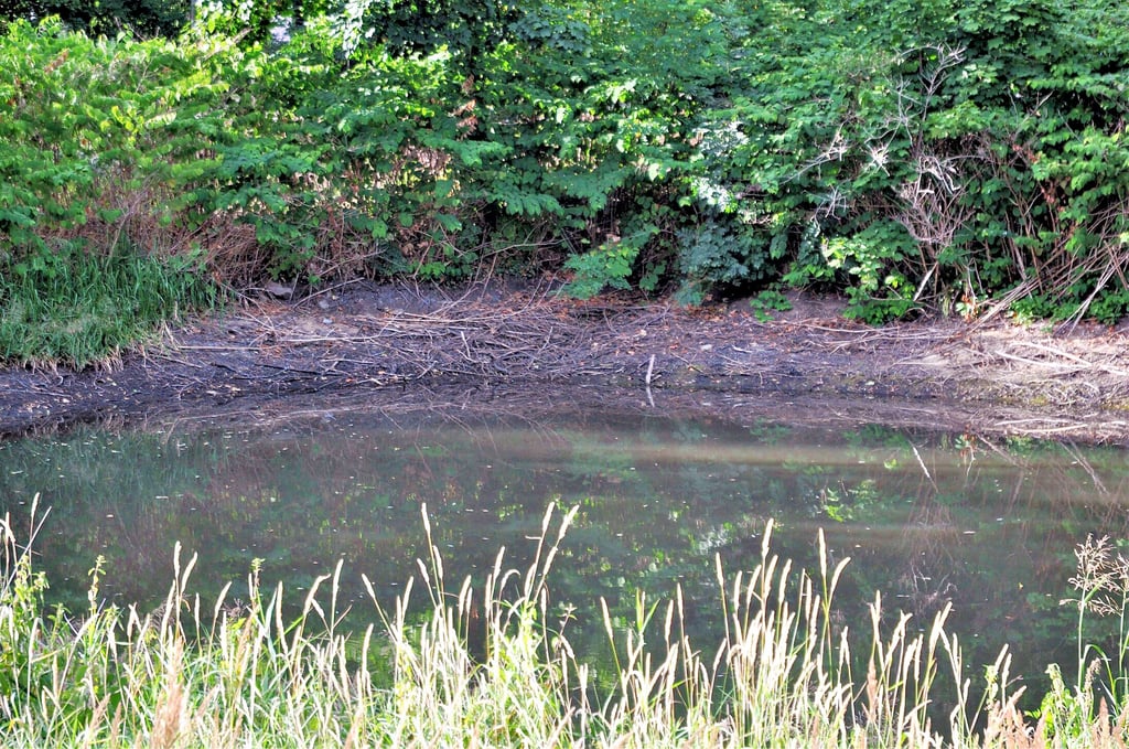 Nur noch zu etwa einem Drittel ist der untere Schlossteich in Parchen   gefüllt. Die Fische hier drin drohen zu verenden.