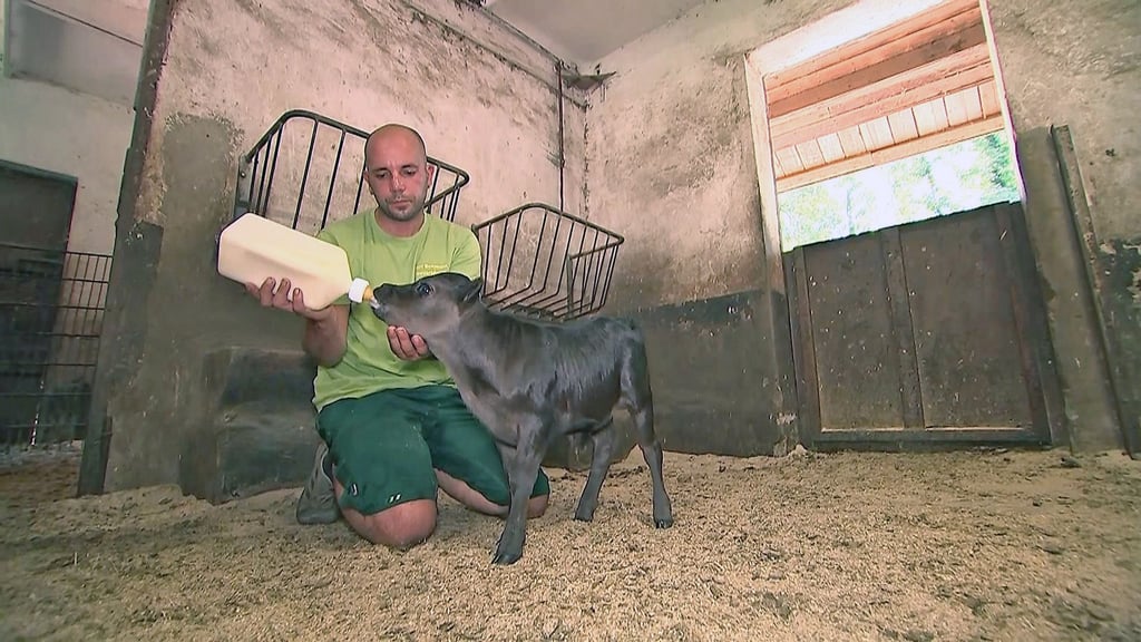Dahomey-Zwergrind-Baby Oskar wird von Andy Bemmann (Tierpfleger) mit naturbelassener Kuhmilch aus der Flasche gefüttert. Foto: