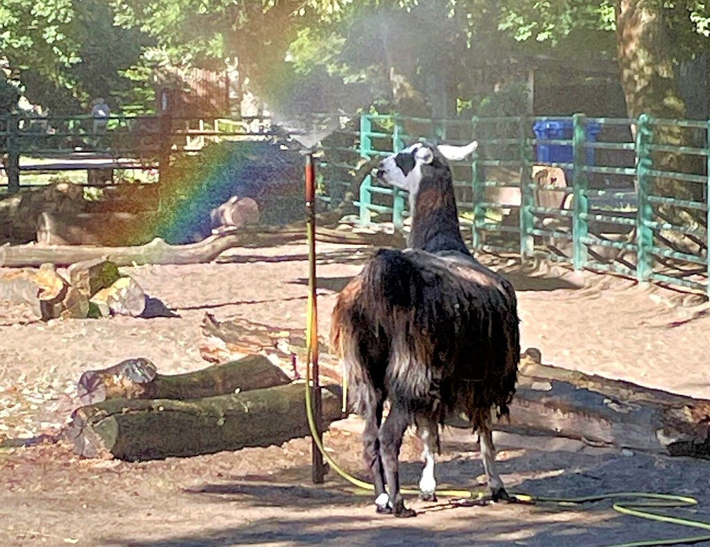Anti-Hitze-Programm für die Lamas im Stendaler Tiergarten: Gleich morgens, bevor die ersten Besucher kommen, können die Tiere Wasserspaß unter dem Sprenger genießen.